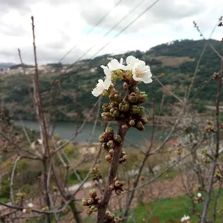 Douro Balcony *