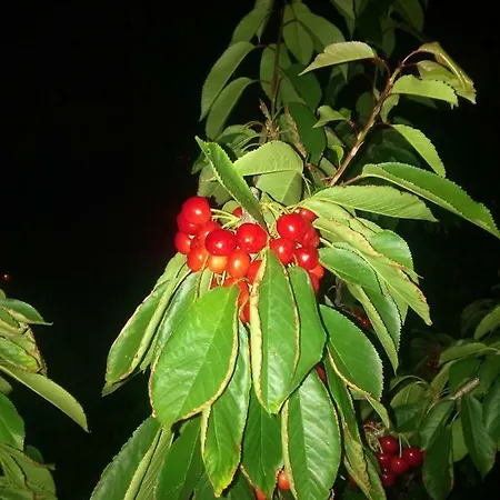 Ferienhaus Douro Balcony Resende