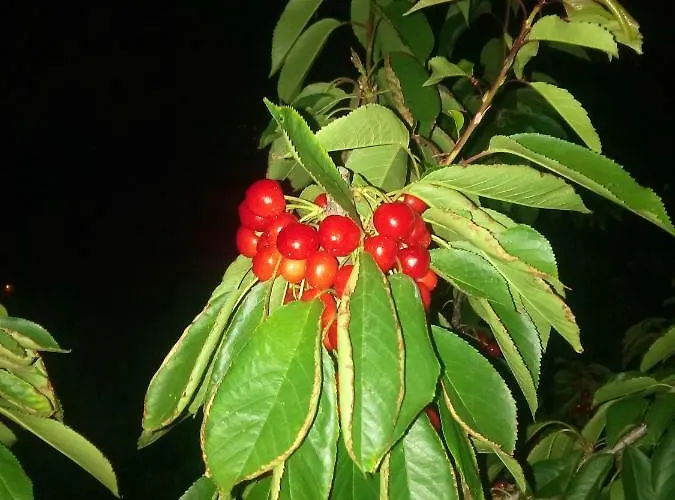 Tatil Evi Douro Balcony Resende